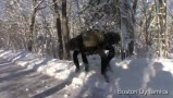 谷歌收购机器人公司Boston Dynamics